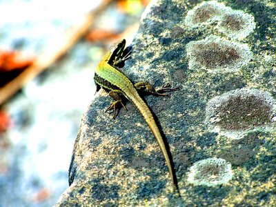Lizard animal rock photo