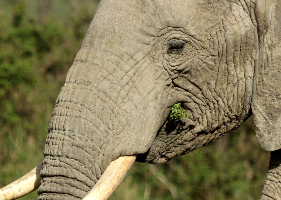 Nature animal