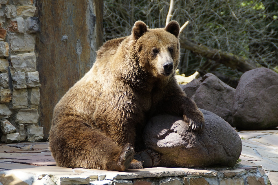 Grizzly bear animal zoo