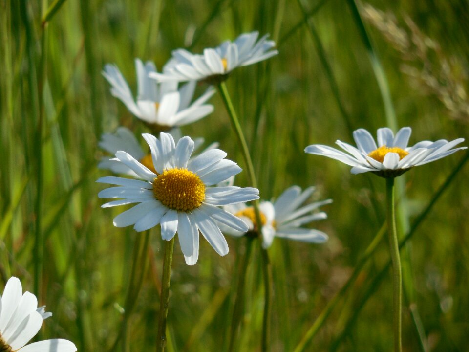 Flower summer nature