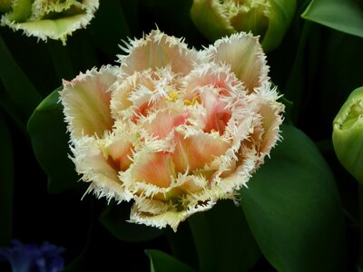 Leaf floral petal photo