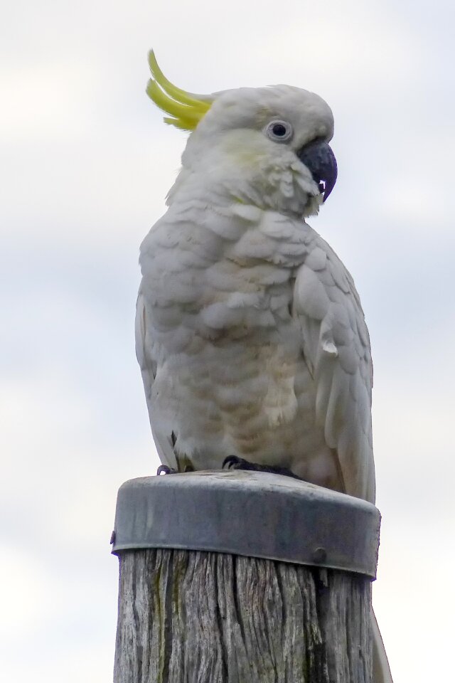 Bird nature animal