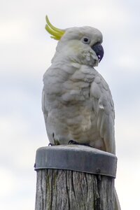 Bird nature animal photo