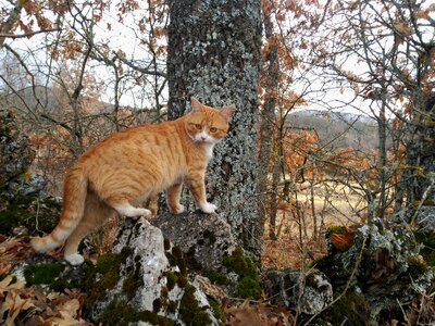 Feline animal wild life photo