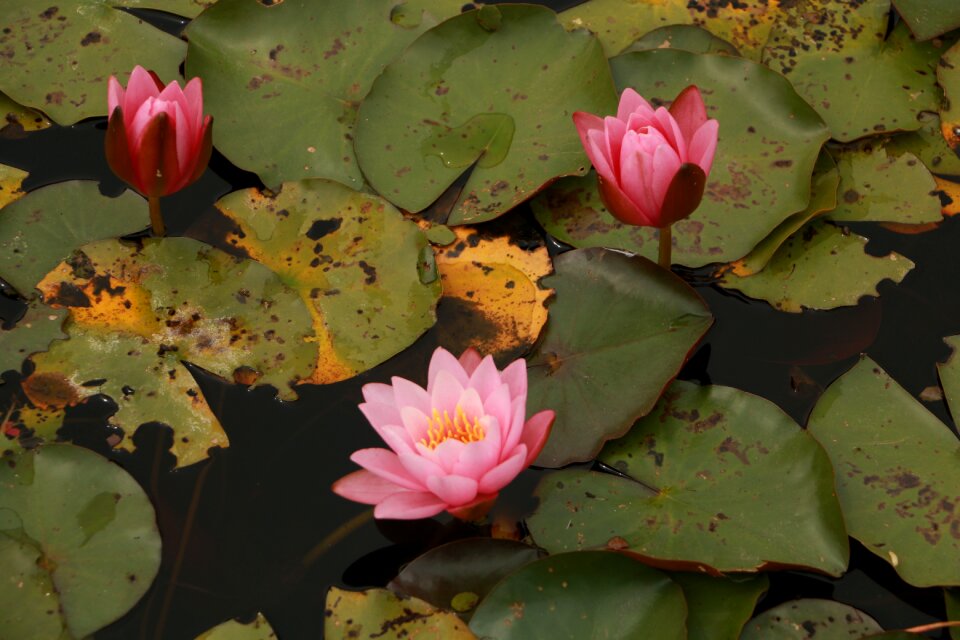 Plant nature petal