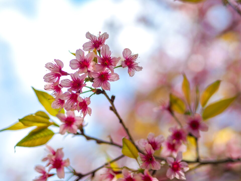 Nature flowers chiang rai