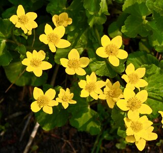 Wetland flower plant