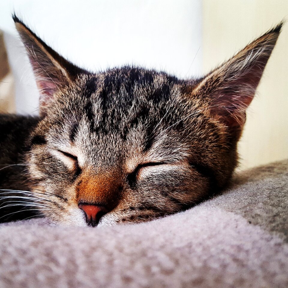 Kitten pet mammal