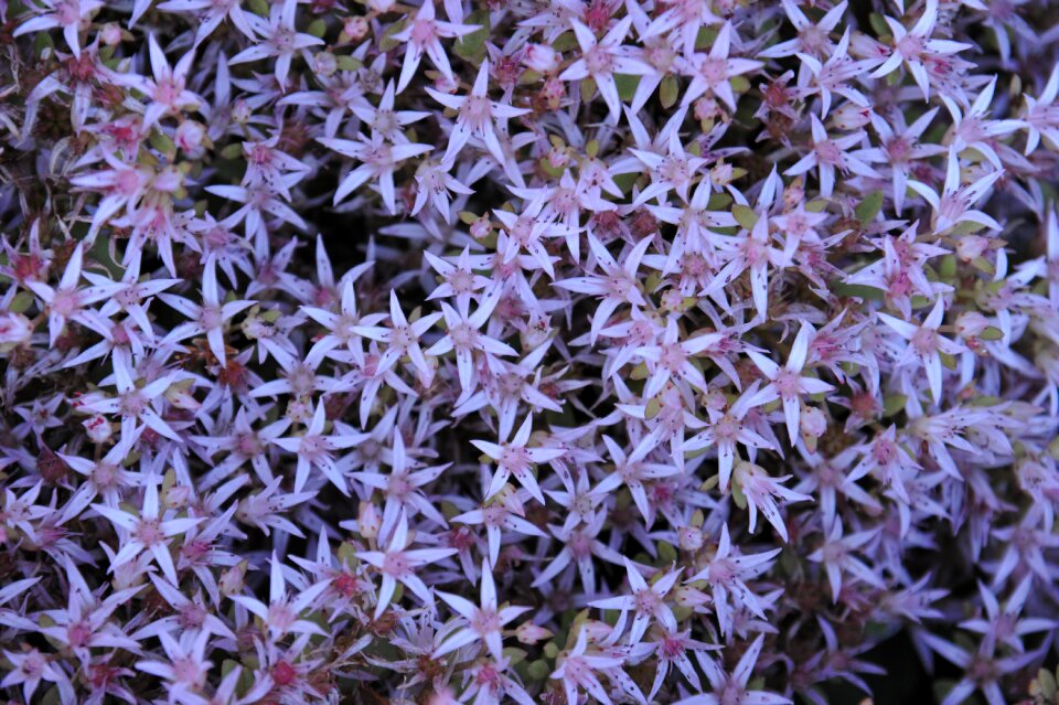 Flower lilac purple