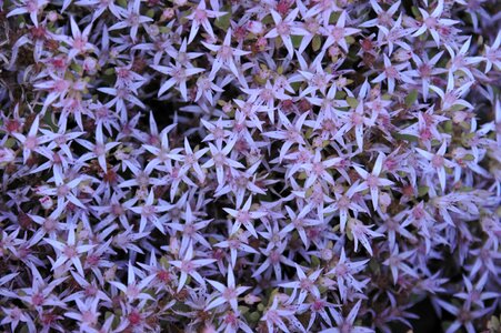 Flower lilac purple