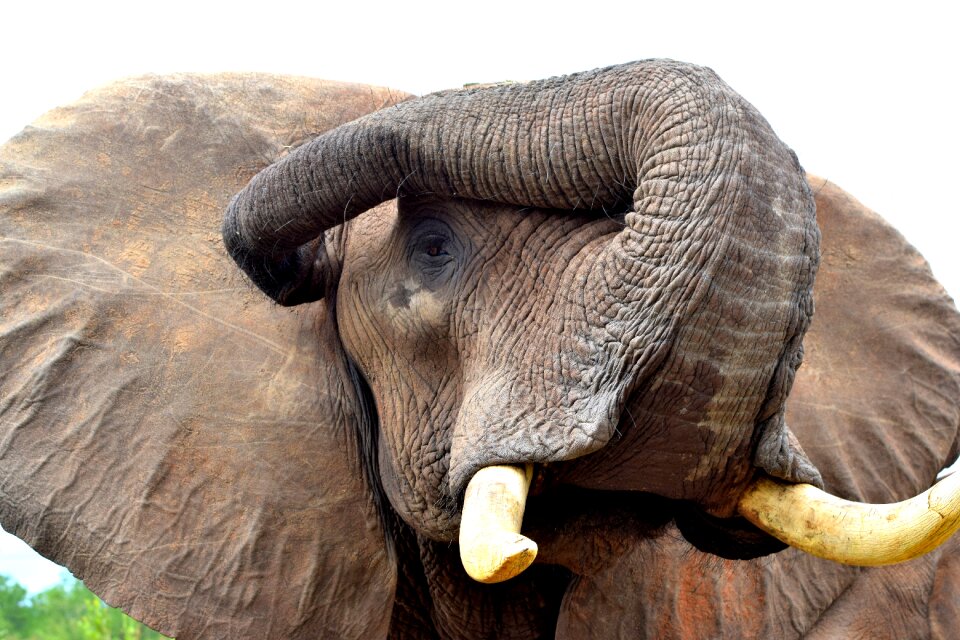 Elephant mammal courage