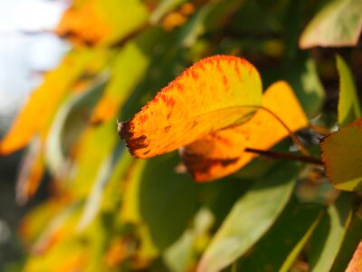 Plant tree bush photo