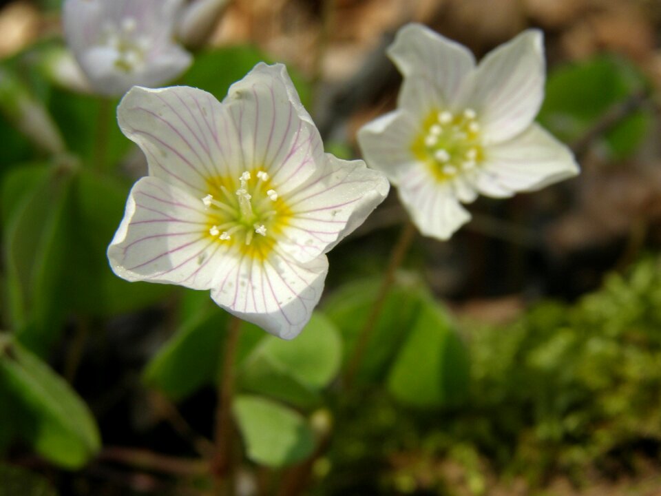 Plant flower forest photo