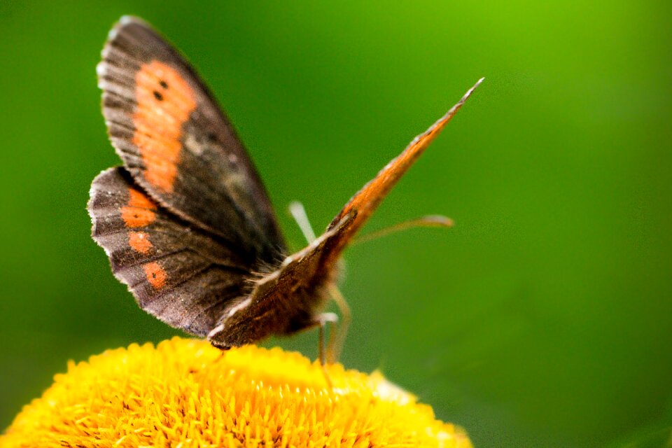 Nature animal life outdoor