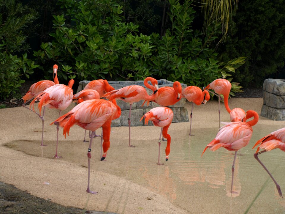 Florida flamingos fauna