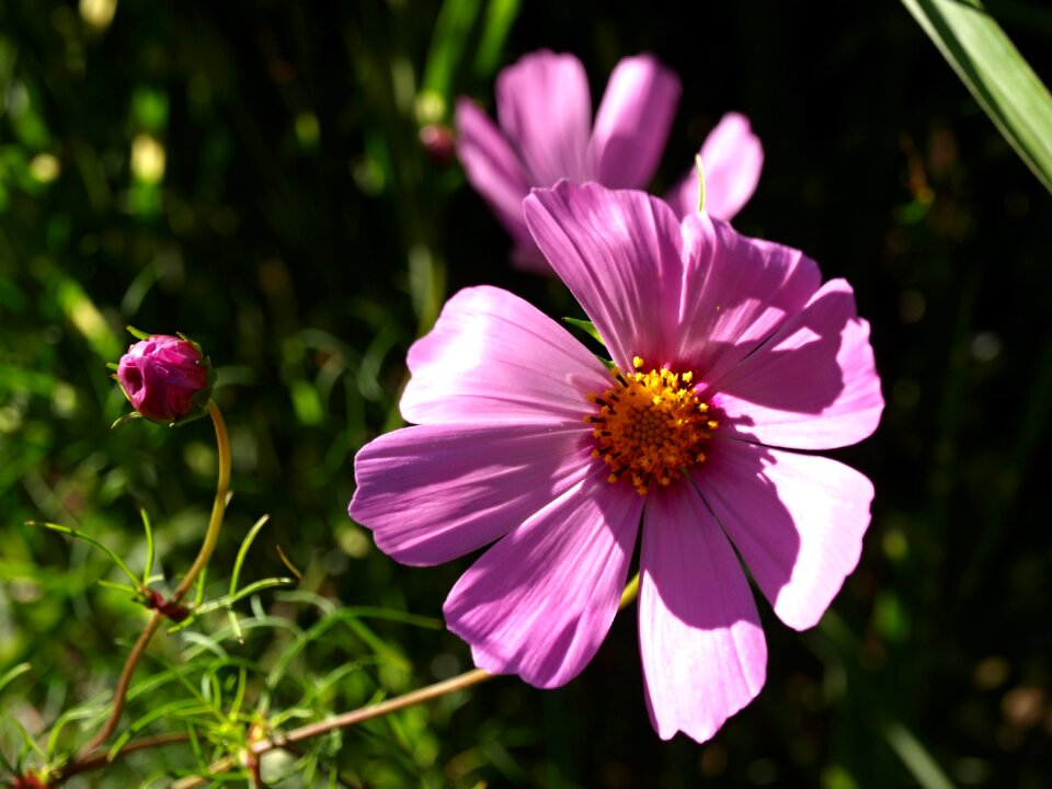 Garden flowers plant photo