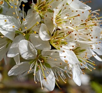 Petals stamens blackthorn