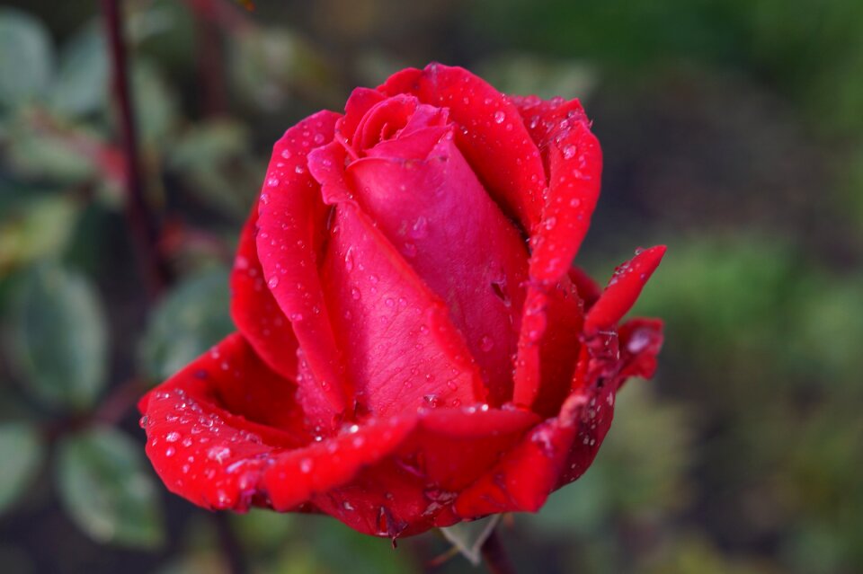 Plant rose leaf