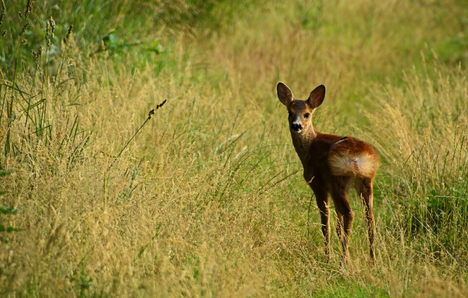 Mammal nature meadow