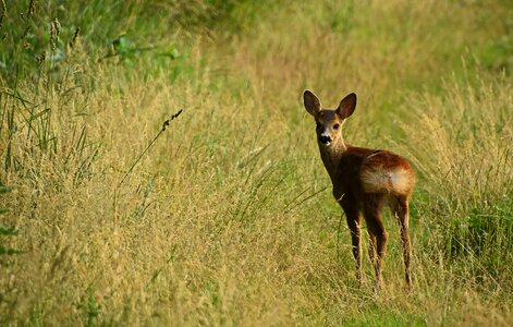 Mammal nature meadow