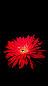 Flora nature