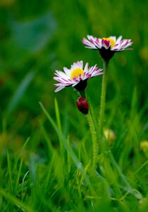 Summer plant daisy