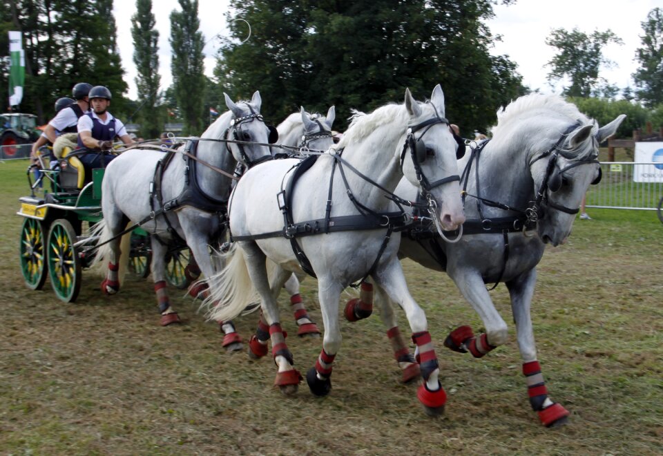 Mammal reiter stallions