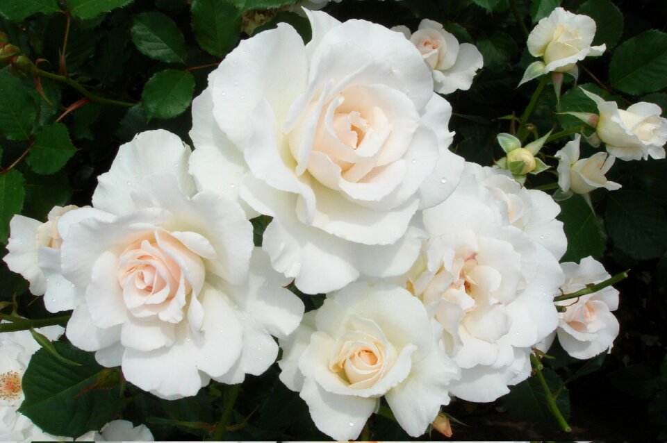 Rose plant petal