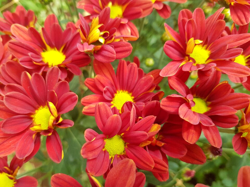 Garden summer red nature