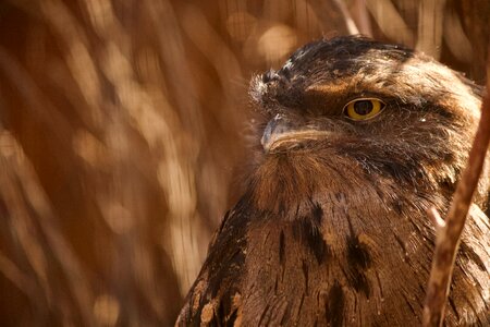 Portrait wild feather