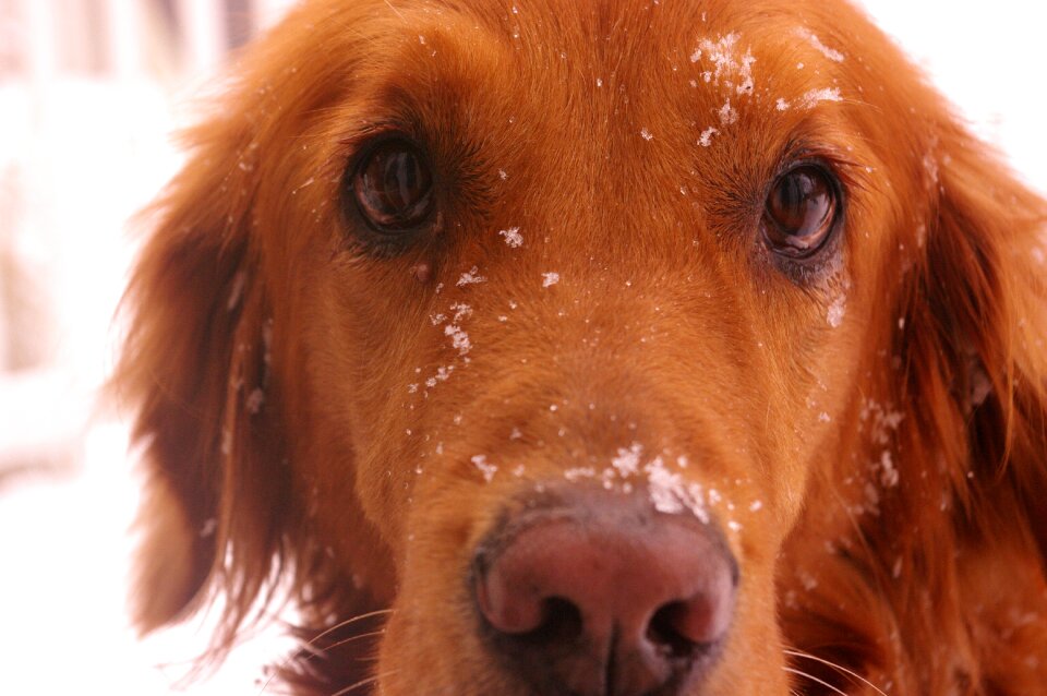Portrait pet canine