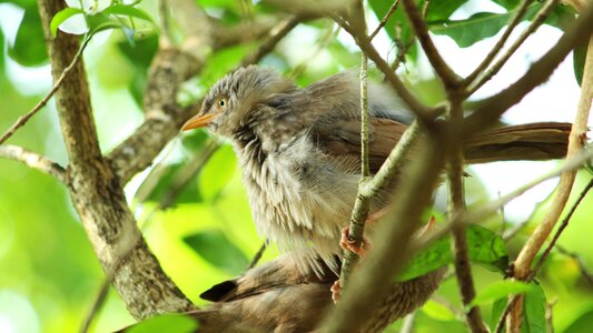 Bird outdoors wood photo