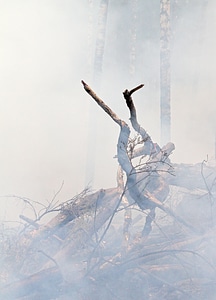 Burning for conservation båtfors ash