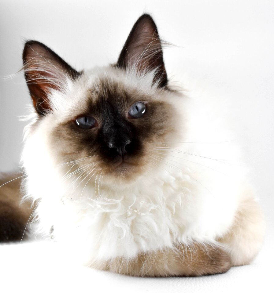 Mammals cat kitten