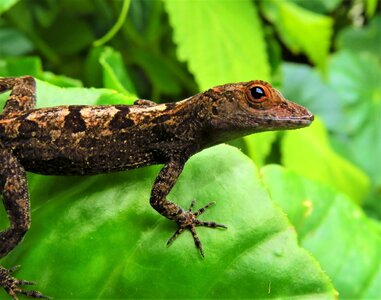 Nature animal dominica