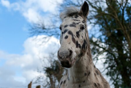 Animal horse black