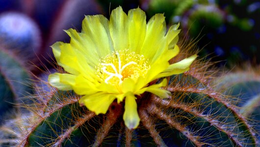 Yellow blooming colourful