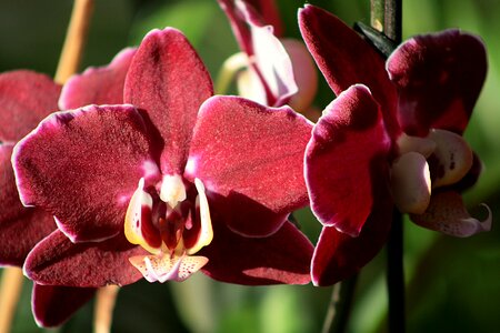 Nature flowers orchid
