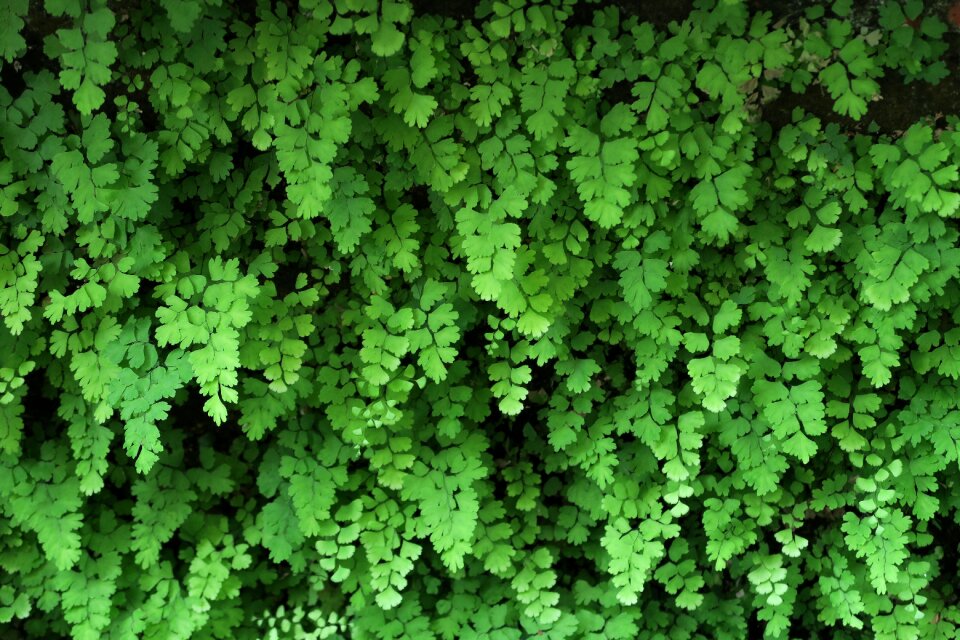 Plant kinds of food nature