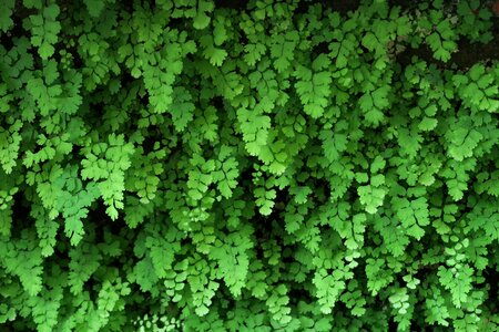 Plant kinds of food nature