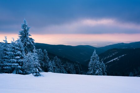 Wood frost tree