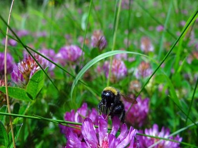 Plant outdoor bumblebee
