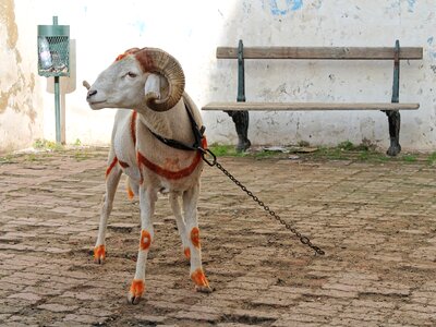Horns alger kasbah