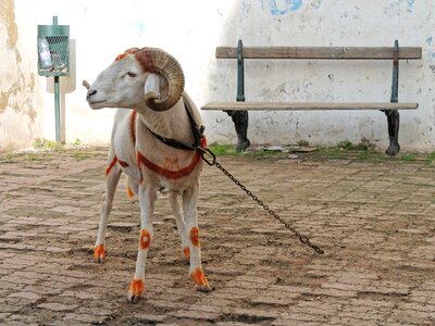 Horns alger kasbah photo