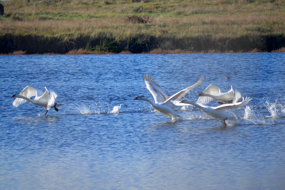 Lake swans flight