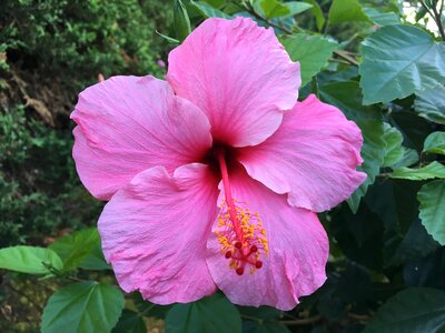 Leaf garden hibiscus