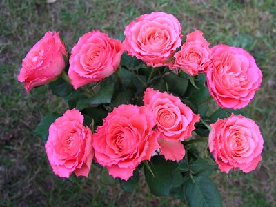 Flora floral bouquet