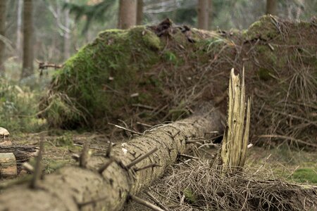 Plant old root