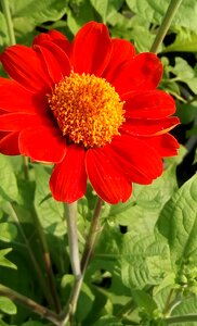 Bright fresh flowers colorful