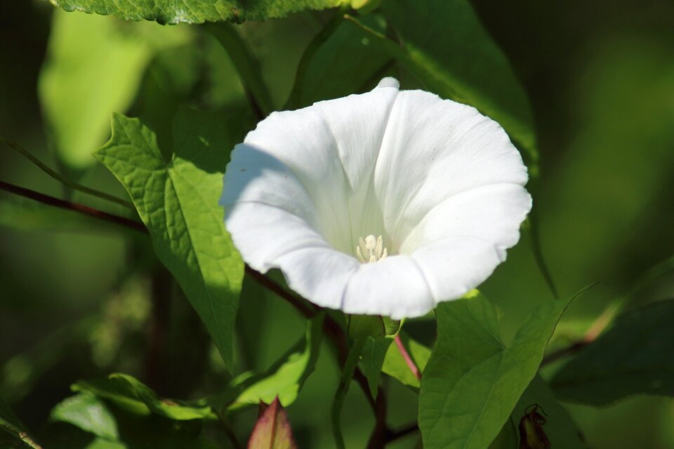 Flower lovely outdoors